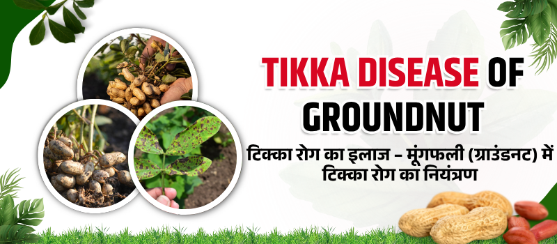 Tikka Disease Control in Groundnut | मूंगफली (ग्राउंडनट) में टिक्का रोग का नियंत्रण