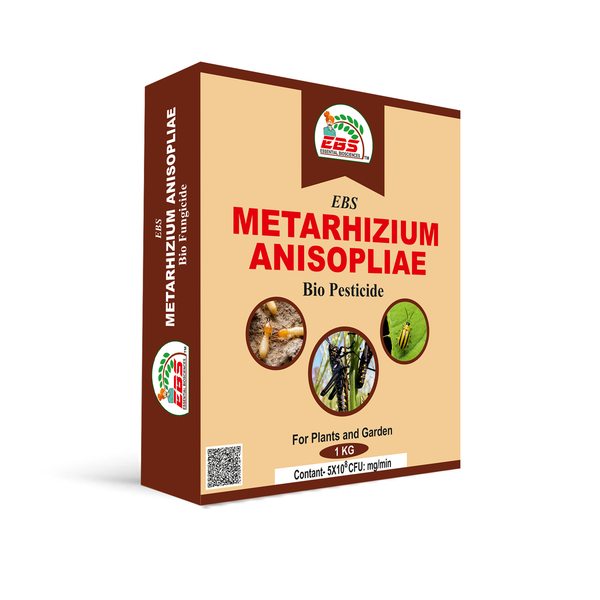 EBS Metarhizium Anisopliae Bio pesticide